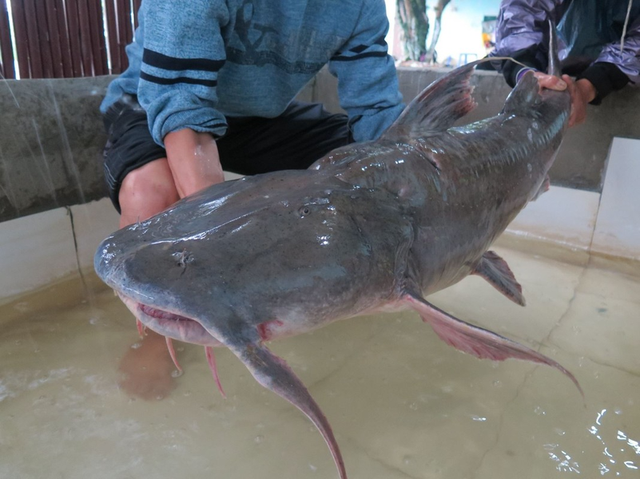 Loại "thủy quái" là cống phẩm tiến vua ở 2 con sông Việt Nam: Nặng tới 100kg, có tiền chưa chắc mua được - Ảnh 4.