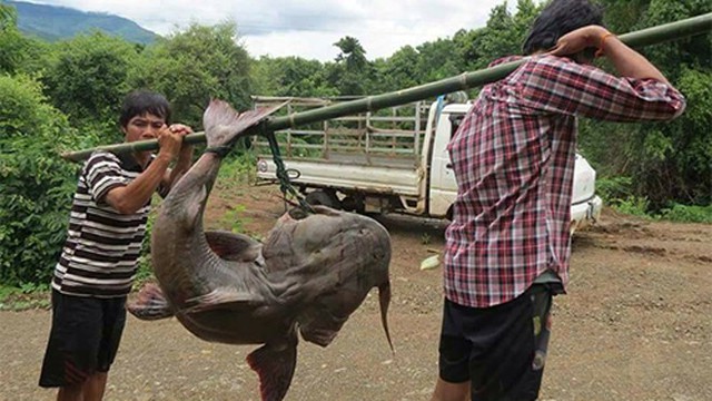 Loại "thủy quái" là cống phẩm tiến vua ở 2 con sông Việt Nam: Nặng tới 100kg, có tiền chưa chắc mua được - Ảnh 1.