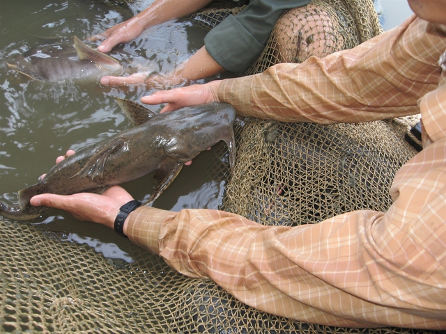 Loại "thủy quái" là cống phẩm tiến vua ở 2 con sông Việt Nam: Nặng tới 100kg, có tiền chưa chắc mua được - Ảnh 6.