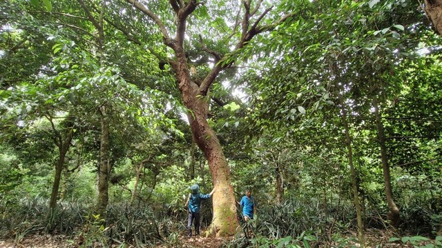 Khu rừng cổ thụ rộng gần 20ha giữa khu dân cư: Được lập hương ước ai chặt hạ 1 phải trồng 10 cây thay thế - Ảnh 2.