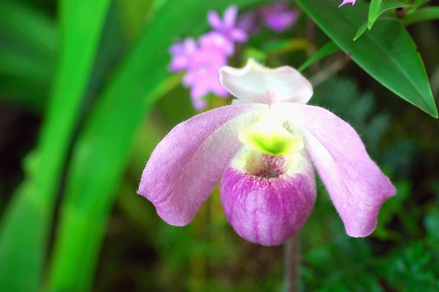 Loài hoa lan mọc duy nhất ở Việt Nam, thế giới không nơi nào có: 'Núi tiền' cũng không mua nổi! - Ảnh 1.