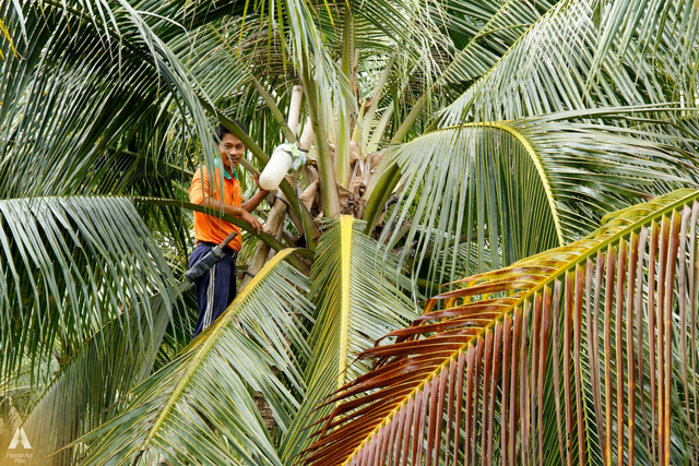 Những trái dừa 