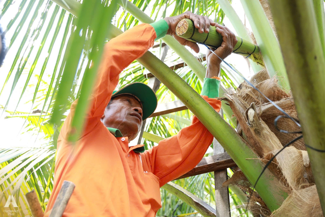 Những trái dừa "kỳ lạ" ở Trà Vinh và sự ra đời của loại đồ uống khiến khách Mỹ say mê - Ảnh 3.