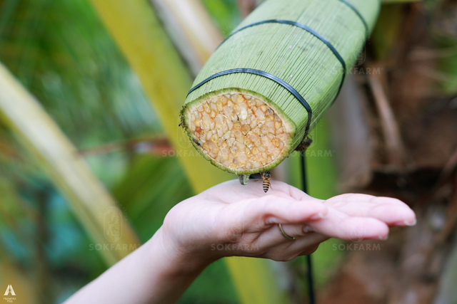 Những trái dừa "kỳ lạ" ở Trà Vinh và sự ra đời của loại đồ uống khiến khách Mỹ say mê - Ảnh 4.