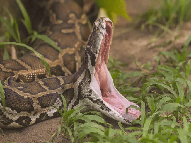 Đang đào đường, công nhân đụng độ trăn Anaconda khổng lồ với 'khối u' kỳ dị: Không thể tin thứ nó đã nuốt - Ảnh 3.