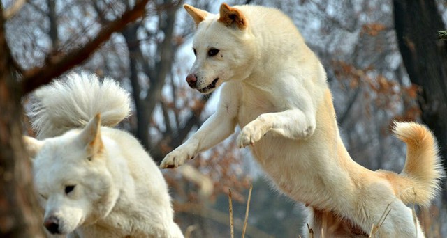 Chó Pungsan Quốc khuyển Triều Tiên: Món quà quý tặng cho Tổng thống Nga Putin; sinh ra ở dãy núi thiêng cao 2.750m - Ảnh 4.