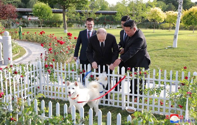 Chó Pungsan Quốc khuyển Triều Tiên: Món quà quý tặng cho Tổng thống Nga Putin; sinh ra ở dãy núi thiêng cao 2.750m - Ảnh 2.