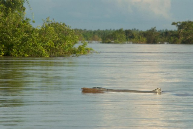 Cá heo Irrawaddy Báu vật sông Mê Kông: Cực kỳ quý hiếm được cả thế giới bảo vệ; có họ với 'sát thủ đại dương' - Ảnh 2.