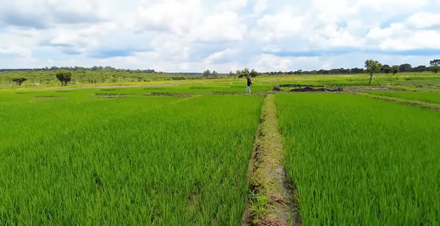 Ruộng lúa Việt Nam ở châu Phi bỗng dưng mắc bệnh lạ, đàn ngan bị chết một nửa khiến chủ trang trại tiếc nuối - Ảnh 4.