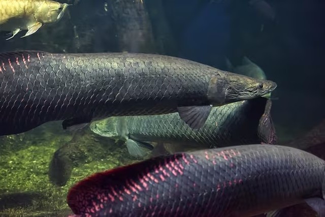 Khám phá cá Arapaima: Quái vật nước ngọt lớn nhất hành tinh - Ảnh 8.