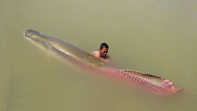 Khám phá cá Arapaima: Quái vật nước ngọt lớn nhất hành tinh - Ảnh 4.