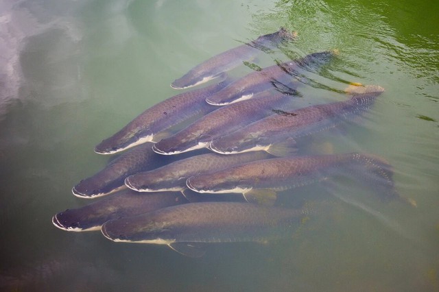 Khám phá cá Arapaima: Quái vật nước ngọt lớn nhất hành tinh - Ảnh 6.