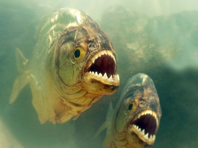 Cá Piranha có thể "xả thịt" đầu bò nhanh đến mức nào?- Ảnh 1.
