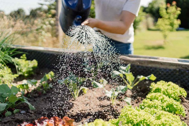 Không phải đi bộ, hãy học những người sống thọ nhất thế giới làm điều này để ngủ ngon và sống lâu hơn- Ảnh 5.