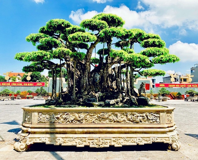 Top 3 siêu cây “dáng Rồng” đắt nhất Việt Nam: Có cây 50 tấn, giá hàng trăm tỷ đồng- Ảnh 1.