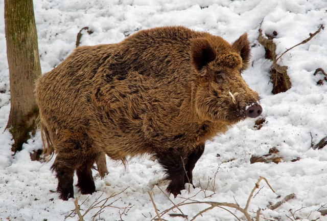 Loài lợn xâm lấn khiến Canada kêu gọi tiêu diệt: Biết đào hầm tránh tuyết, dùng cỏ đuôi mèo giữ ấm- Ảnh 1.