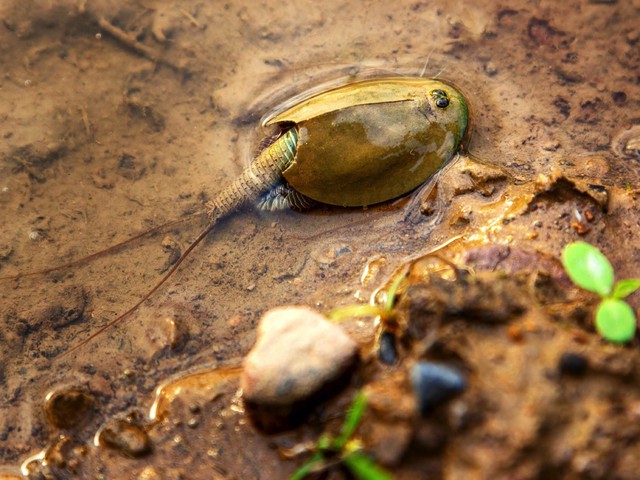 Shrimp have existed since the time of the dinosaurs, surviving 3 times of extinction: Eggs hatch after 50 years even without water - Photo 4.