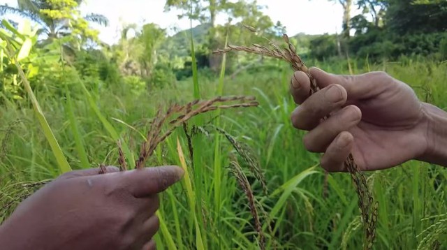 Lúa nương Việt Nam trĩu hạt trên rẫy châu Phi: Chỉ người giàu dám ăn, trồng 2 năm mới có thành quả- Ảnh 3.