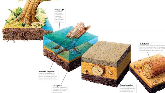 Loại gỗ tuổi thọ hàng triệu năm, đứng sau kim cương: Giá hơn 600 tỷ đồng, Việt Nam có một khối 8 tấn- Ảnh 1.