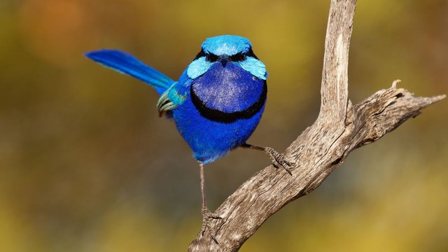 Ngắm 10 loài chim có bộ lông sặc sỡ nhất thế giới
- Ảnh 2.