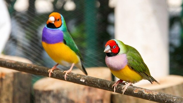Ngắm 10 loài chim có bộ lông sặc sỡ nhất thế giới
- Ảnh 3.
