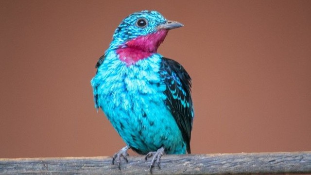 Ngắm 10 loài chim có bộ lông sặc sỡ nhất thế giới
- Ảnh 10.
