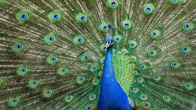 Ngắm 10 loài chim có bộ lông sặc sỡ nhất thế giới
- Ảnh 5.