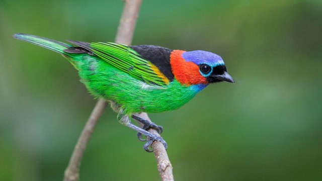 Ngắm 10 loài chim có bộ lông sặc sỡ nhất thế giới
- Ảnh 8.