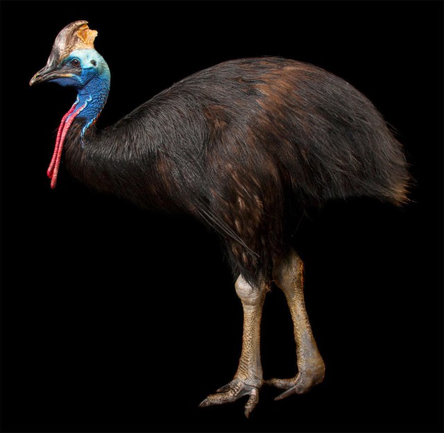 Loài chim nguy hiểm nhất thế giới: Sở hữu 'dao găm' 12 cm, tung một cước gây vết rách chí mạng- Ảnh 1.