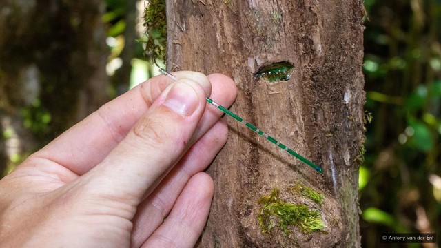 Liên tục tìm thấy 'vàng trắng', chuyên gia kết luận: Chỗ nào có loại cây này nơi đó có kho báu- Ảnh 3.