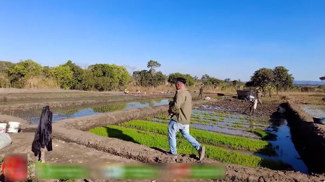 "Công nghệ" cấy lúa mới nhất Việt Nam được ứng dụng ở Angola, chủ trang trại có quyết định liều lĩnh- Ảnh 1.