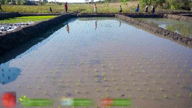 "Công nghệ" cấy lúa mới nhất Việt Nam được ứng dụng ở Angola, chủ trang trại có quyết định liều lĩnh- Ảnh 8.