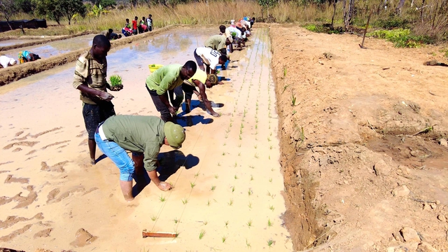 "Công nghệ" cấy lúa mới nhất Việt Nam được ứng dụng ở Angola, chủ trang trại có quyết định liều lĩnh- Ảnh 4.