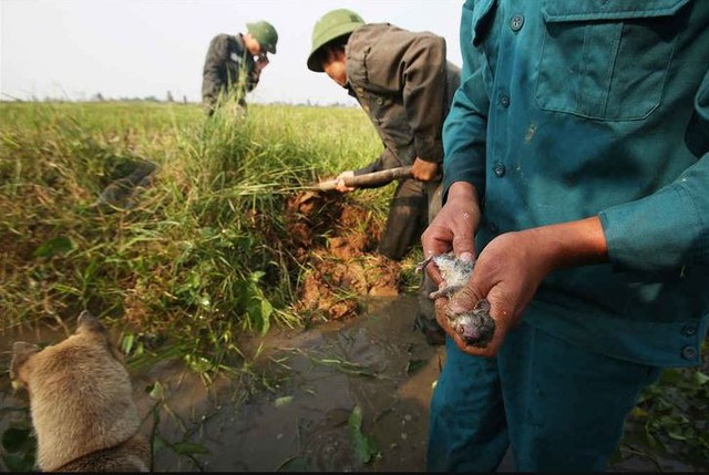 Nơi chuột đồng là đặc sản ở Hà Nội: Thợ săn lùng sục giữa đêm cố đạt KPI bắt 30kg, bỏ túi tiền triệu- Ảnh 2.