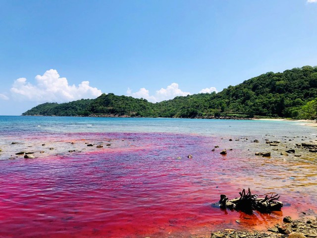 Thủy triều đỏ lần đầu xuất hiện ở biển Phú Quốc, hiện tượng này gây ra tác hại nghiêm trọng nào?- Ảnh 2.