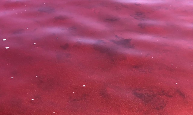Thủy triều đỏ lần đầu xuất hiện ở biển Phú Quốc, hiện tượng này gây ra tác hại nghiêm trọng nào?- Ảnh 3.