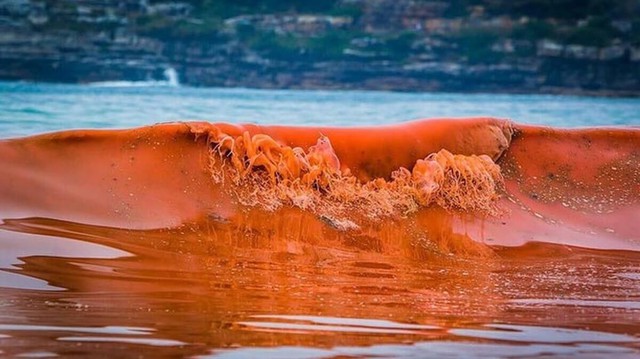 Thủy triều đỏ lần đầu xuất hiện ở biển Phú Quốc, hiện tượng này gây ra tác hại nghiêm trọng nào?- Ảnh 4.