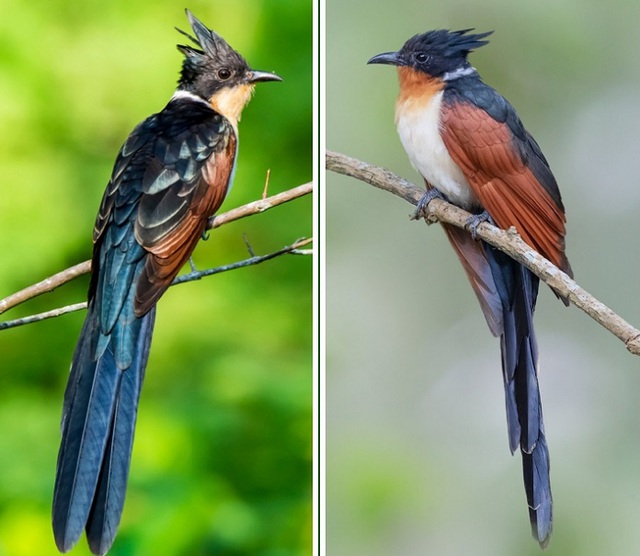 Loài chim có tên gọi độc lạ và ít người biết ở Việt Nam: Dễ nhầm với bìm bịp, một đặc tính giống tu hú- Ảnh 2.