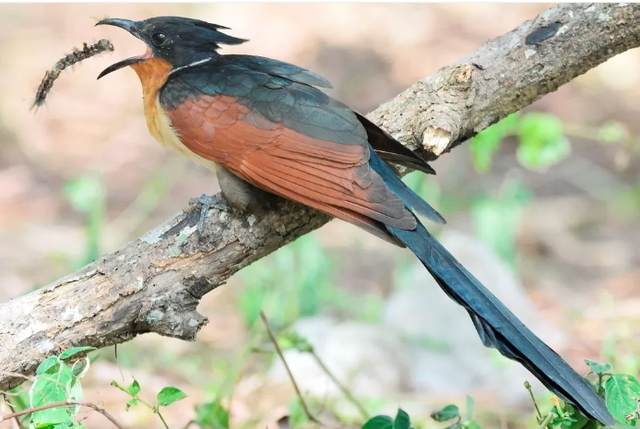 Loài chim có tên gọi độc lạ và ít người biết ở Việt Nam: Dễ nhầm với bìm bịp, một đặc tính giống tu hú- Ảnh 3.