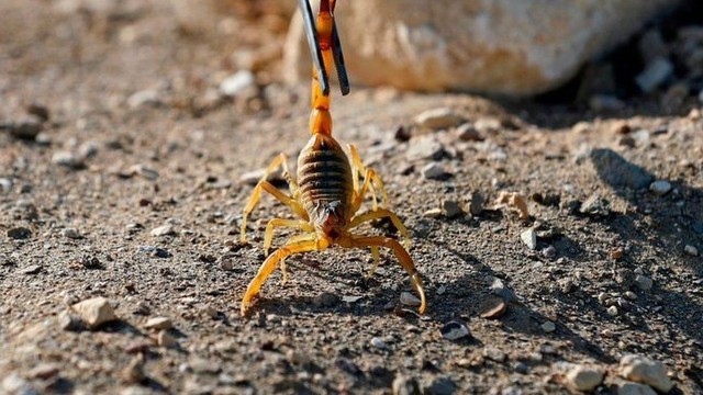 Cùng có thể gây nguy hiểm, tại sao bọ cạp vượt mặt cả loài rắn rết để đứng đầu trong 