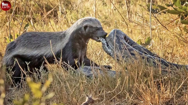 Trăn đá khiêu khích 'đại ca đầu bẹt', 15 giây sau nằm im bất động- Ảnh 3.