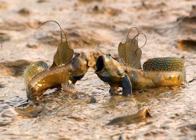 Loài cá duy nhất trên thế giới bị muỗi đốt: Xem video đến là thương- Ảnh 1.