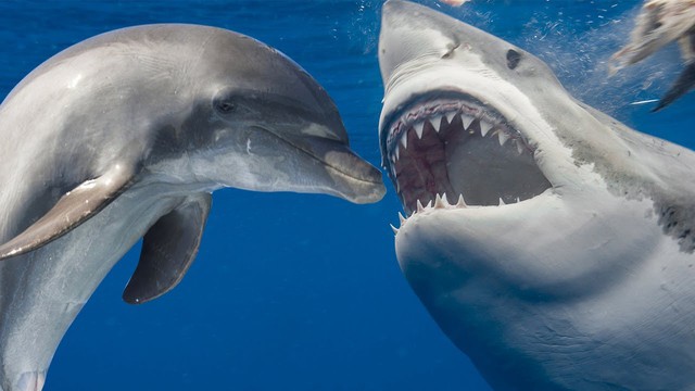Cá mập là "hung thần" biển cả, vì sao cứ thấy cá heo là tránh né?- Ảnh 5.