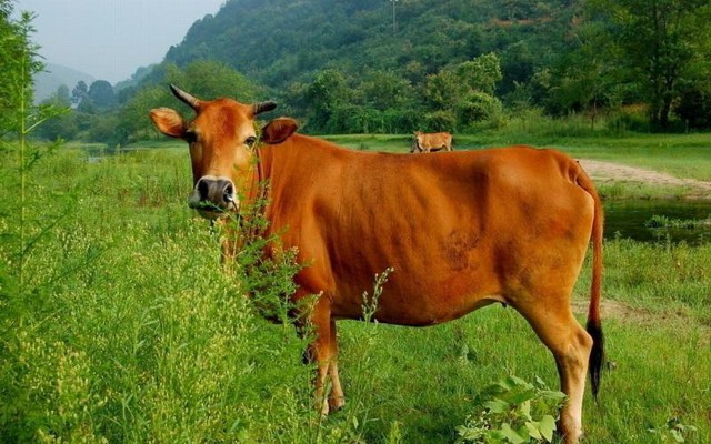 Tại sao con người ăn thịt của động vật ăn cỏ nhiều hơn động vật ăn thịt?- Ảnh 5.