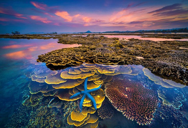 Hòn đảo ở Phú Yên được công nhận danh thắng quốc gia, cách đất liền chỉ 400m, thấy san hô ngay trên cạn- Ảnh 5.