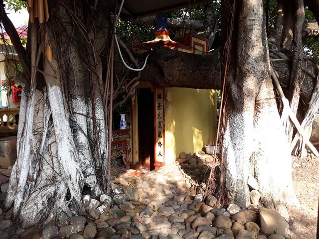 Kỳ lạ cây đa cổ thụ 13 gốc lớn nhất Việt Nam: Tuổi đời hơn 300 năm, tán rộng bao trùm cả nghìn mét vuông - Ảnh 4. Kỳ lạ cây đa cổ thụ 13 gốc lớn nhất Việt Nam: Tuổi đời hơn 300 năm, tán rộng bao trùm cả nghìn mét vuông - Ảnh 4.