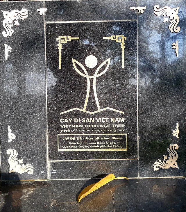 Kỳ lạ cây đa cổ thụ 13 gốc lớn nhất Việt Nam: Tuổi đời hơn 300 năm, tán rộng bao trùm cả nghìn mét vuông - Ảnh 5. Kỳ lạ cây đa cổ thụ 13 gốc lớn nhất Việt Nam: Tuổi đời hơn 300 năm, tán rộng bao trùm cả nghìn mét vuông - Ảnh 5.