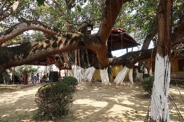 Kỳ lạ cây đa cổ thụ 13 gốc lớn nhất Việt Nam: Tuổi đời hơn 300 năm, tán rộng bao trùm cả nghìn mét vuông - Ảnh 1. Kỳ lạ cây đa cổ thụ 13 gốc lớn nhất Việt Nam: Tuổi đời hơn 300 năm, tán rộng bao trùm cả nghìn mét vuông - Ảnh 1.