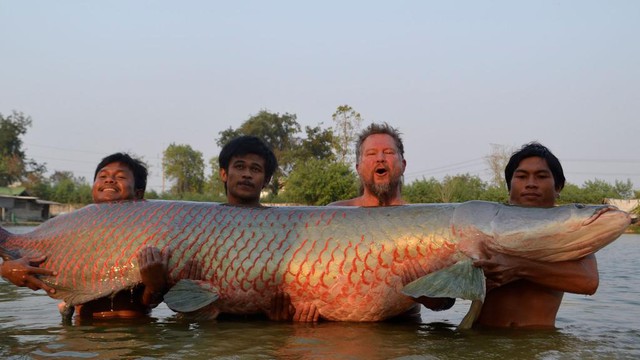 Bắt được 'quái ngư' ở Thái Lan: Nặng hơn 200kg, thuộc loài cá nước ngọt lớn nhất hành tinh- Ảnh 4.