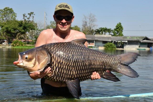 Bắt được 'quái ngư' ở Thái Lan: Nặng hơn 200kg, thuộc loài cá nước ngọt lớn nhất hành tinh- Ảnh 2.